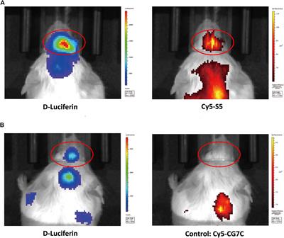 Integrin α6-Targeted Molecular Imaging of Central Nervous System Leukemia in Mice